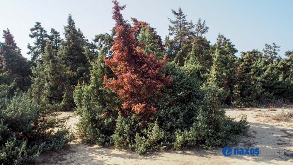 kedrodasos agia anna 4