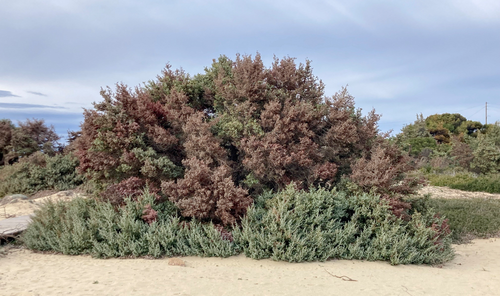 kedroi naxos niki kefala 2