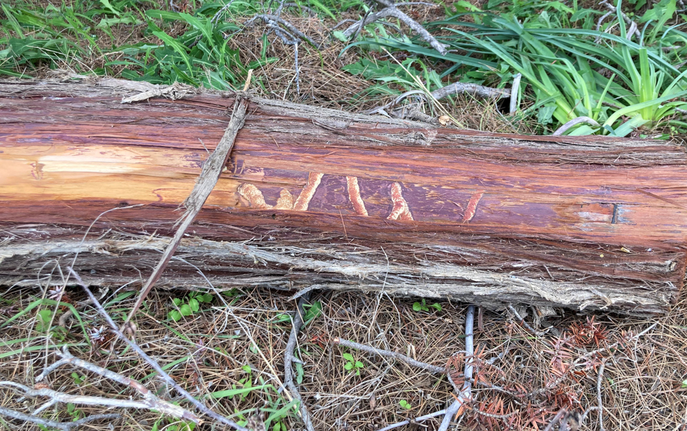 kedroi naxos niki kefala 7