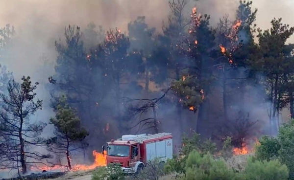 Πυρκαγιά στο Δάσος Δαδιάς: Ανάγκη για ενίσχυση και όχι αποδόμηση της προστασίας των περιοχών υψηλής οικολογικής αξίας