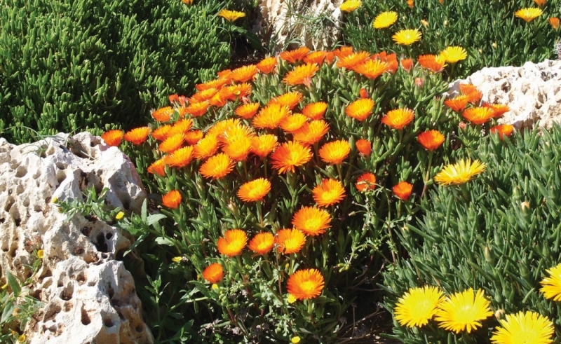 Άνυδροι Κήποι