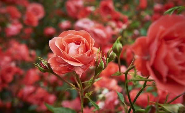 Tips for pruning roses